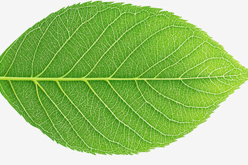 Obraz premium Close-up illustration of a leaf from a mimosa plant showcasing intricate details and textural beauty of nature