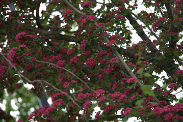 Beautiful blooming Nature with close-ups and general views