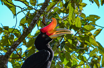 Rhinoceros Hornbill