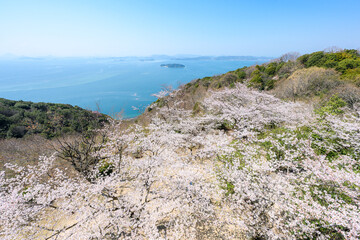 桜と海