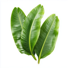 Stunning Banana Leaves: A Tropical Paradise in Vivid Green , isolated on white background png