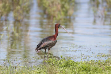 Single and group glossy ibis (Plegadis falcinellus) in breeding plumage filmed close-up on the lake shore on green grass