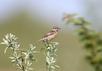A female European stonechat (Saxicola rubicola) photographed in its natural habitat perched on a thin branch against a blurred green background