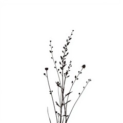 Obraz premium Delicate wildflower silhouette with thin stems and small leaves isolated on