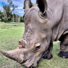 Fototapeta premium white rhinoceros in a field with calfs