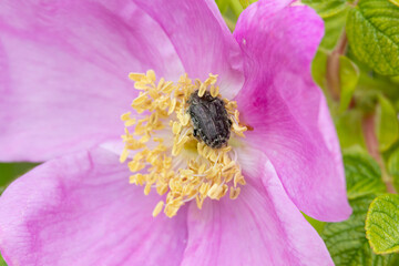 Beetle feeding on pollen of a rugosa rose flower in summer