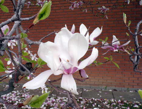 Blooming magnolia flowers on branch