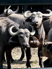 Close-up of cape buffalo with long horns