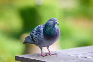 A pigeon with iridescent neck feathers stands alert on a wooden plank. Soft, out-of-focus green foliage provides a natural background, highlighting the bird's detailed plumage.