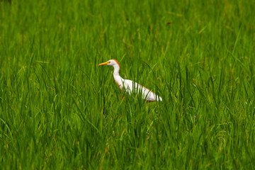 Bird Perched in a Lush Rice Field – Vibrant Agricultural Scene in Northern Iran