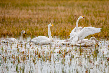 Ducks Floating Peacefully on a Misty Lake in Mazandaran province , Iran