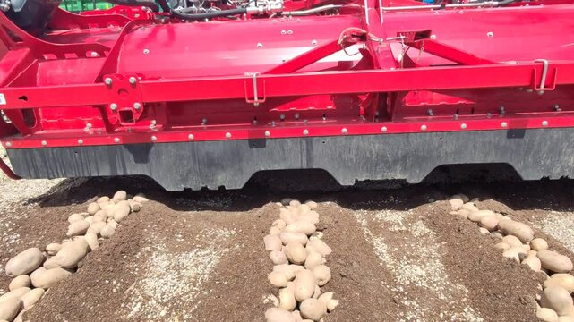 Potato harvesting machine
