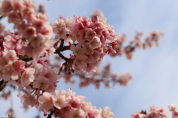 pink cherry blossom