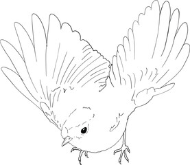 Robin bird line art, hand drawn outline clip art of European bird, coloring book bird