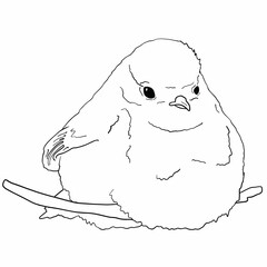 Robin bird line art, hand drawn outline clip art of European bird, coloring book bird