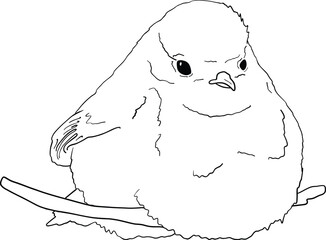 Robin bird line art, hand drawn outline clip art of European bird, coloring book bird