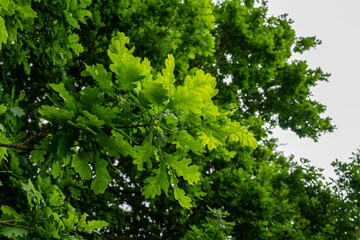 green leaves of an oak tree