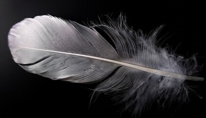 real photo of feathers white feathers in black background