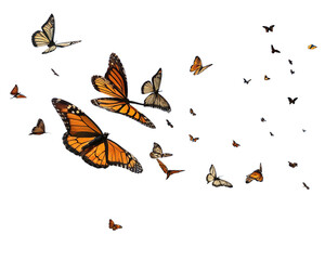 A group of monarch butterflies, showcasing their orange and black wings, against a white backdrop.