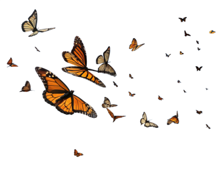 A group of monarch butterflies, showcasing their orange and black wings, against a white backdrop.