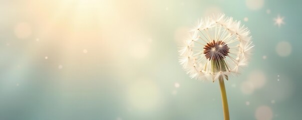 Obraz premium Neutral backdrop with ethereal dandelion fluff, delicate and light , fluffy, airy, pastel