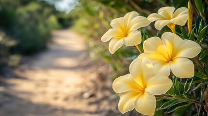 Fototapeta premium Yellow Plumeria flowers, garden path, nature, serenity, tranquil, peaceful scene, stock photo