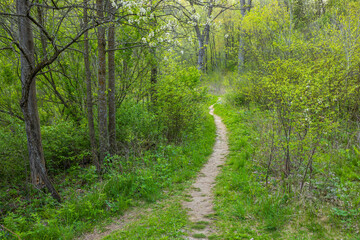 Fototapeta premium A Narrow Hiking Trail In The Woods During Spring