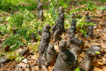 森の土壌から突き出すヌマスギ（ラクショウ）の板根群