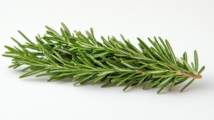 Fresh Rosemary Sprig on White Background