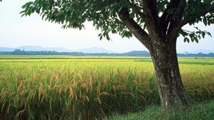 Naklejka premium Rice paddy field, tree, mountains, rural landscape, nature scene, calm