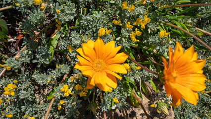 Nahaufnahme einer Gazania Rigens, auch Mittagsgold oder Mittagsblume genannt, wächst im Sand an der Costa Vicentina in Portugal