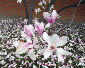 Blooming magnolia flowers on branch