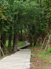 Wooden Boardwalk Through a Lush Green Forest