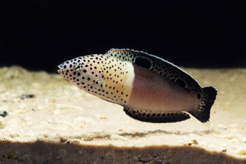 Subadult Twin spot wrasse or clown coris (Coris aygula)	
