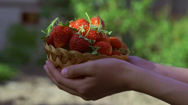 Ripe strawberries are put into a basket in a strawberry patch