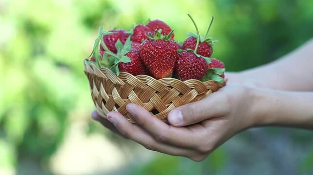 Ripe strawberries are put into a basket in a strawberry patch