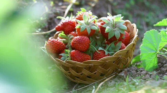 Ripe strawberries are put into a basket in a strawberry patch