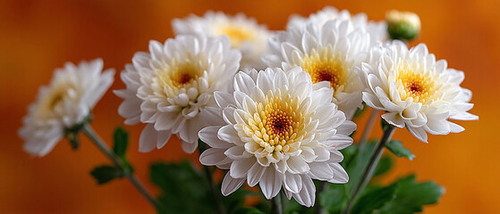 Obraz premium White chrysanthemums bloom in a vibrant setting