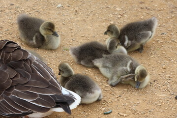 Taiga bean goose family, goslings