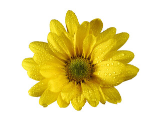 chamomile with yellow petals and raindrops on a transparent background, isolated.Close-up