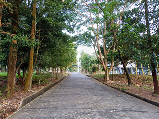 Fototapeta premium A paved road stretches into the distance, lined by tall, leafy trees creating a canopy overhead. Buildings are visible in the background, suggesting a campus or park setting. Evokes a sense of peace