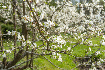 An apple tree blooms in the garden.White flowers on a garden tree.