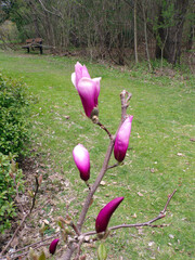 Blooming magnolia flowers buds on branch