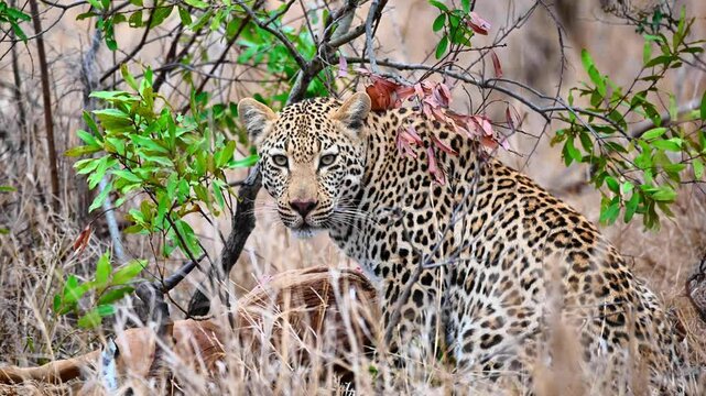 This young male Leopard&rsquo;s Hard-Earned Meal Snatched by a Lone Hyena. His tense posture reveals his growing unease as an opportunistic hyena lurks nearby. Ultimately, the hyena emerges victorious.