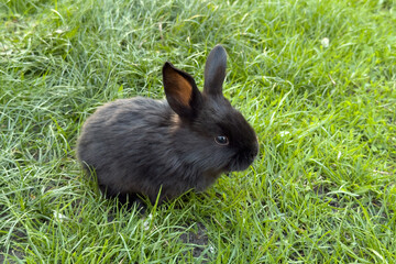 Small black rabbit exploring a lush green lawn during daylight hours