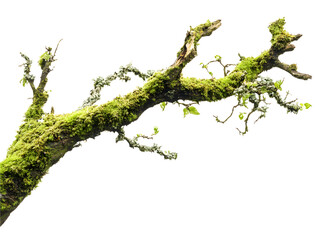 Close-up of a mossy tree branch with new growth.