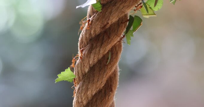 Busy leafcutter ants navigate a rope, each carrying a piece of green leaf. Focus on their persistent labor and natural instinct