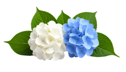 白と青色のあじさいの花。PNGでダウンロード可能。AIで生成	