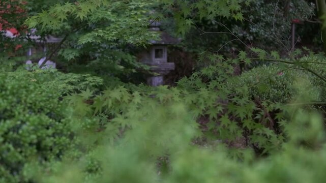 日本、奈良、安倍文殊院、綠葉、寺院、佛寺、佛教、木造建築、古代建築、庭園、池塘、鯉魚、水、木、文化財、日本文化、歷史名勝、綠色、風景、青空、初夏、写真素材