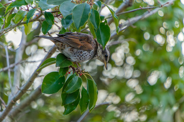 赤い実をついばむツグミ